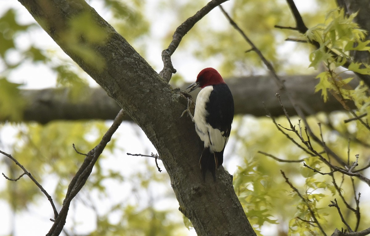 Red-headed Woodpecker - ML579323071