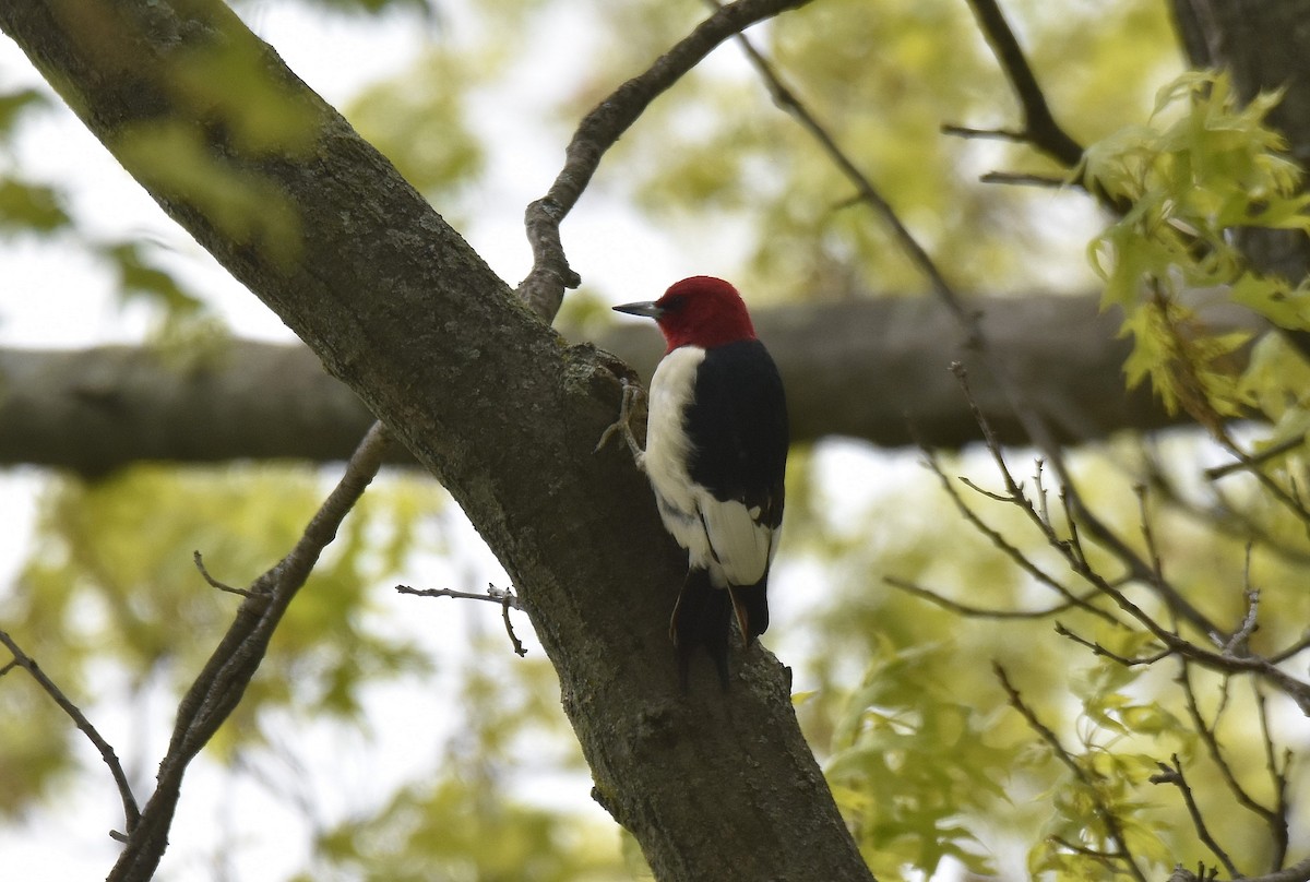 Red-headed Woodpecker - ML579323081