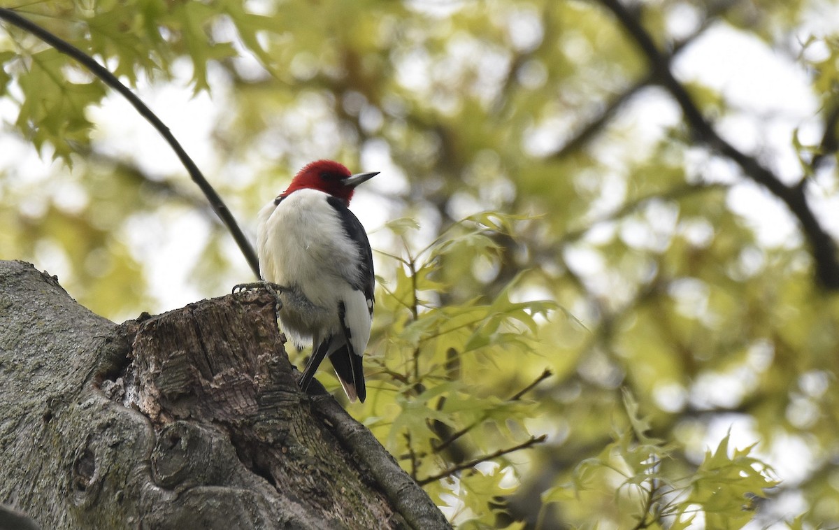 Red-headed Woodpecker - ML579323541