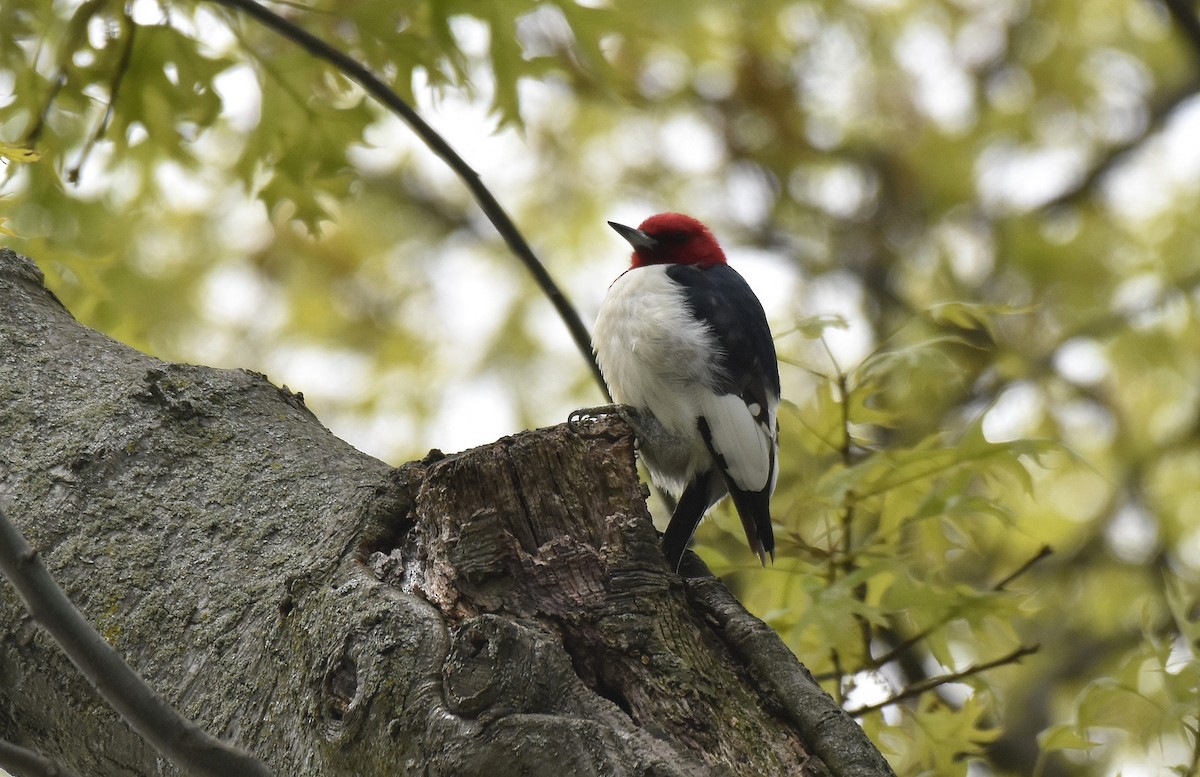 Red-headed Woodpecker - ML579323551
