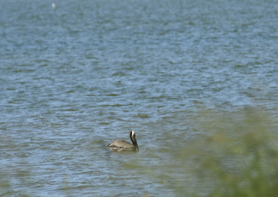Brown Pelican - ML579323581