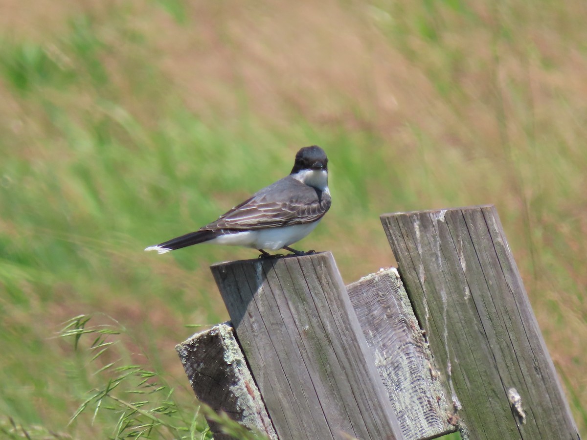 Eastern Kingbird - Alan Boyd