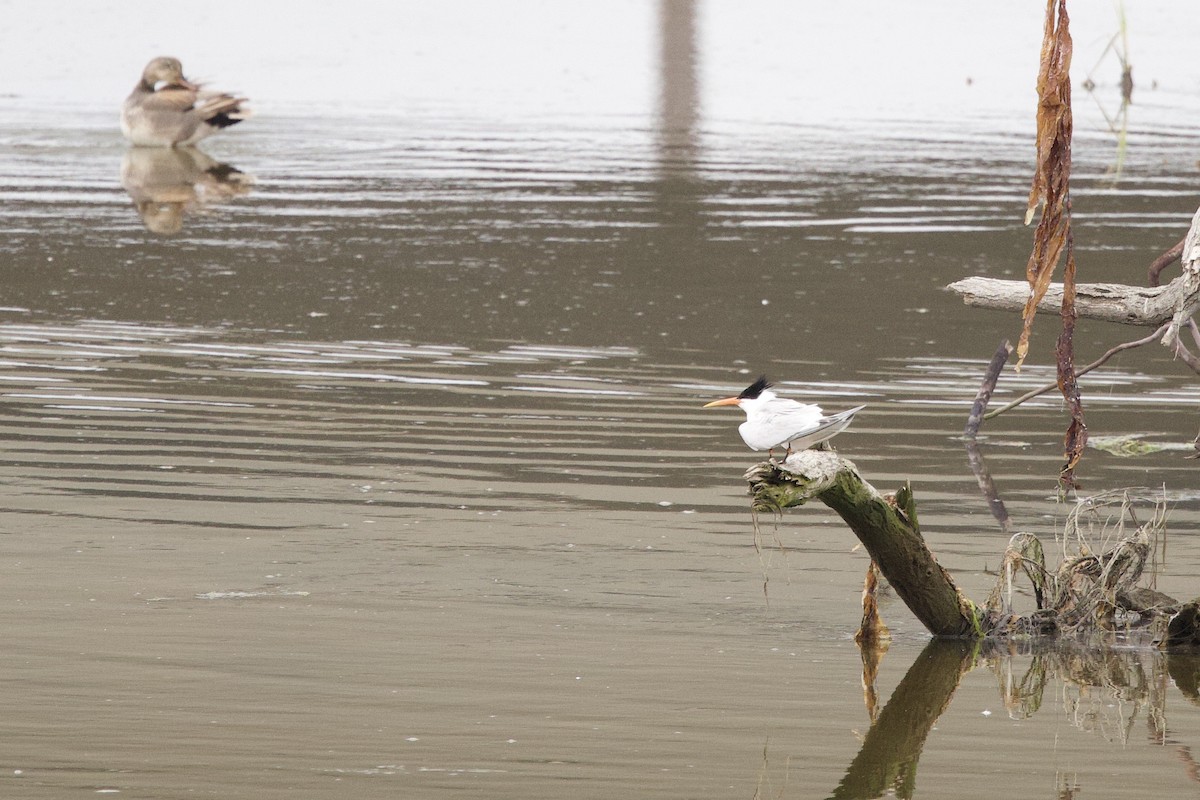 Elegant Tern - ML579324081