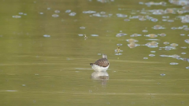 Solitary Sandpiper - ML579324551