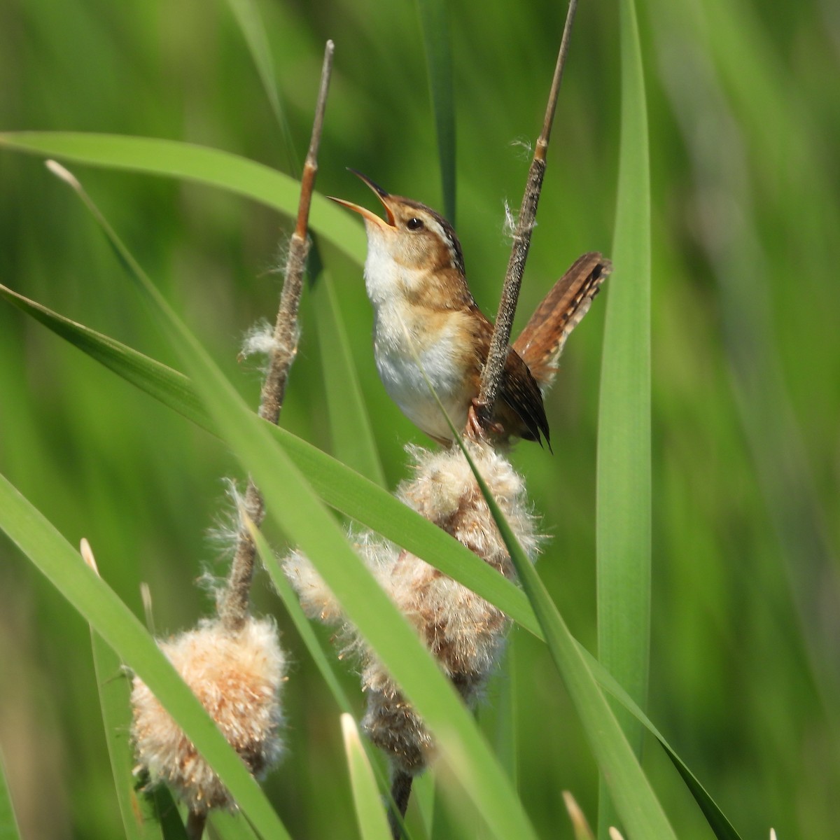 Marsh Wren - ML579324851