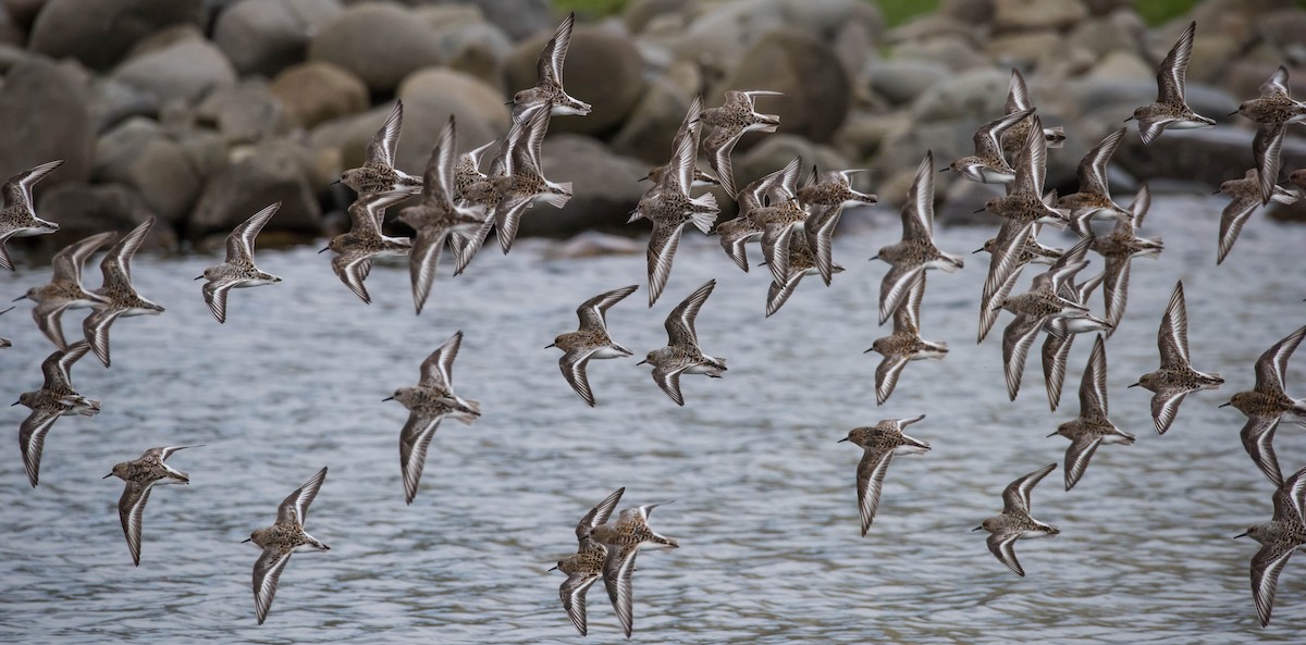 Bécasseau sanderling - ML579325111