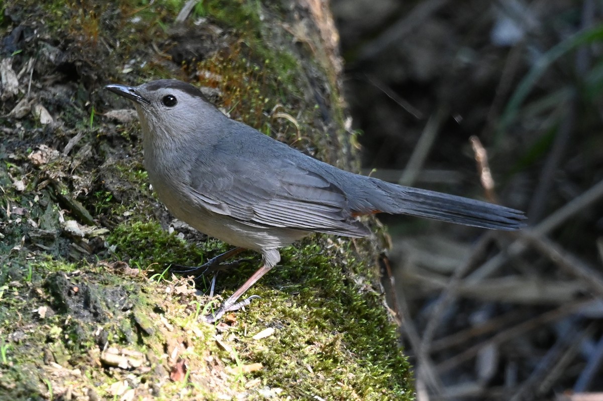 Gray Catbird - ML579326071