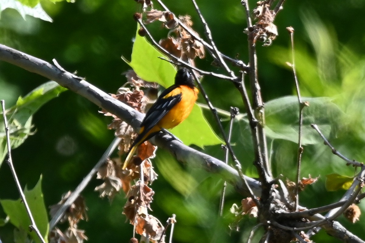 Baltimore Oriole - ML579326261