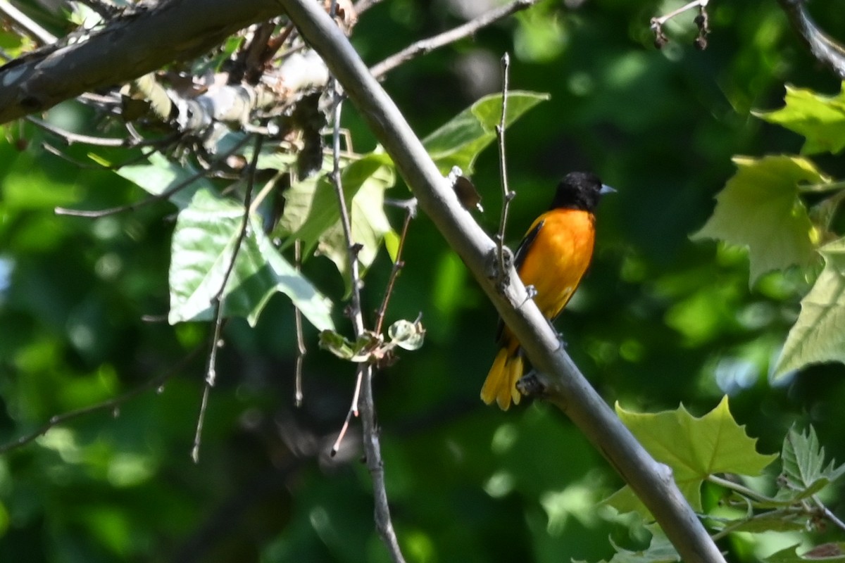 Baltimore Oriole - ML579326271