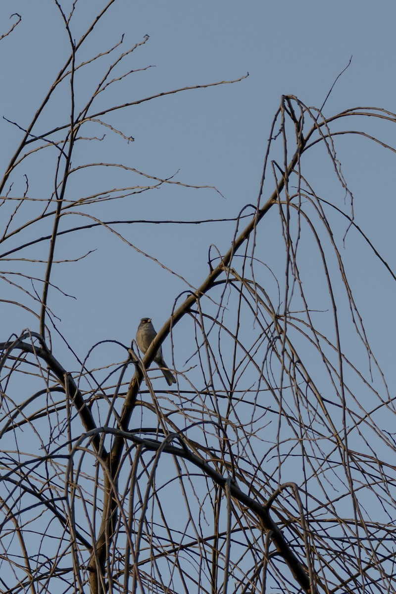 Yellow-eyed Junco - ML579326691