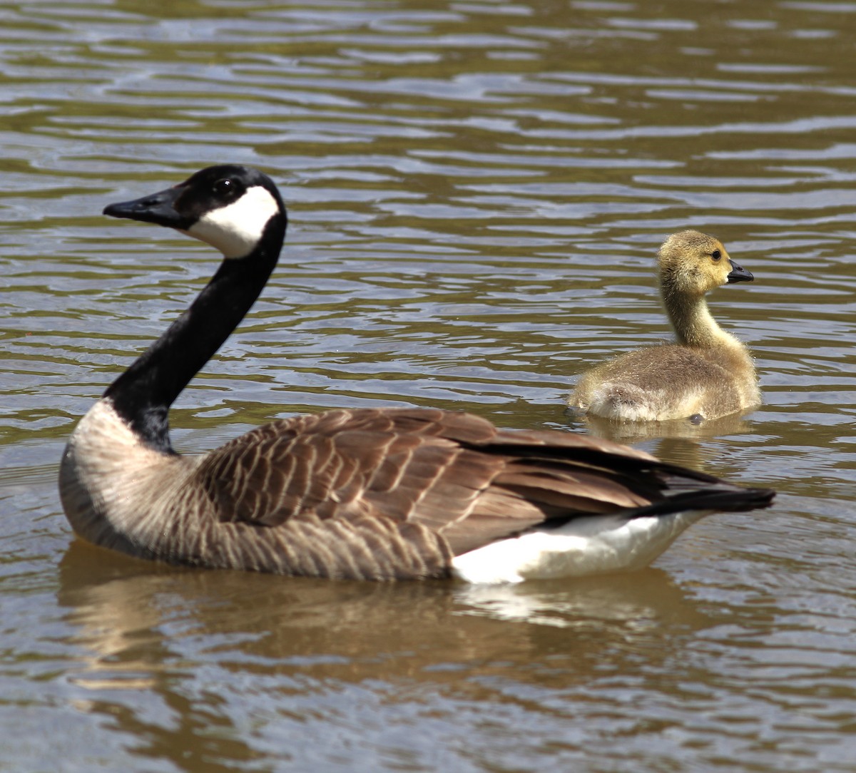 Canada Goose - ML579326711