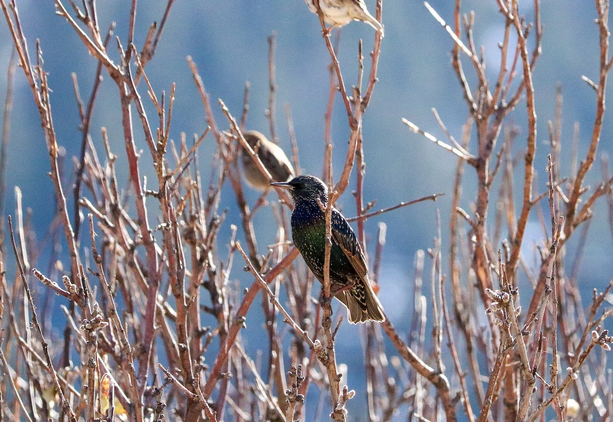 European Starling - ML579328471