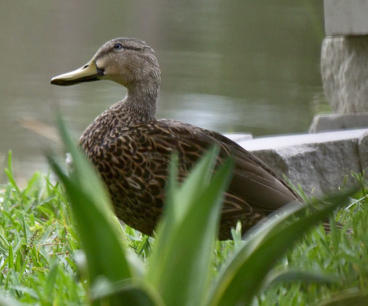 Mottled Duck (Florida) - ML579329291