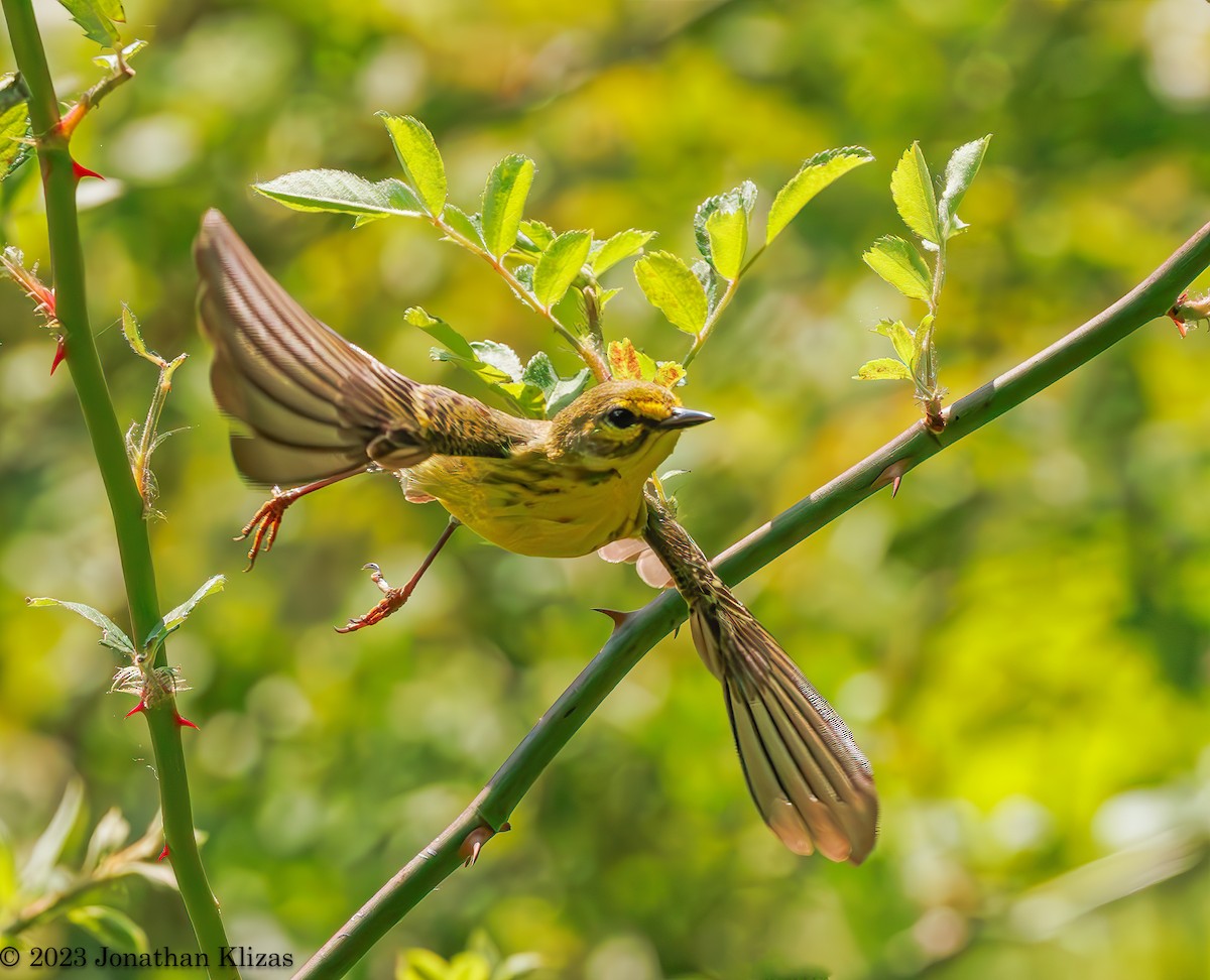 Prairie Warbler - ML579330031