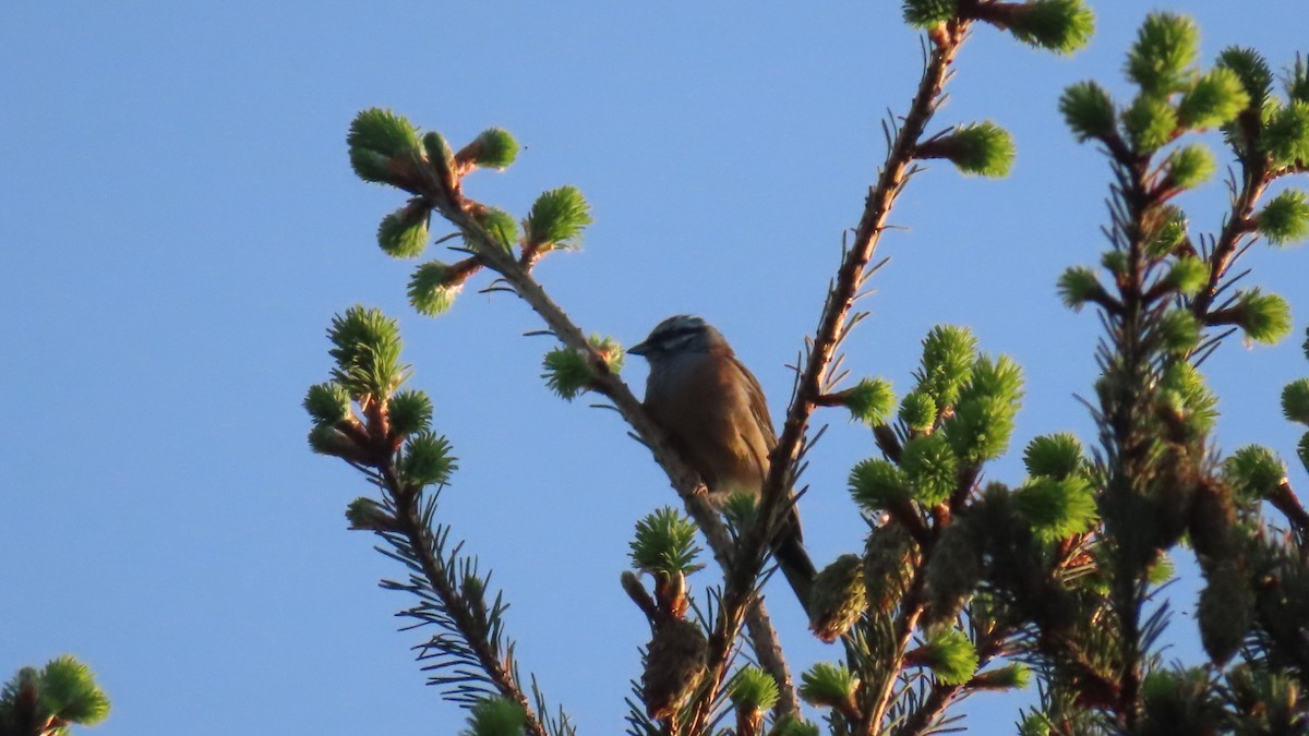 Rock Bunting - ML579330301