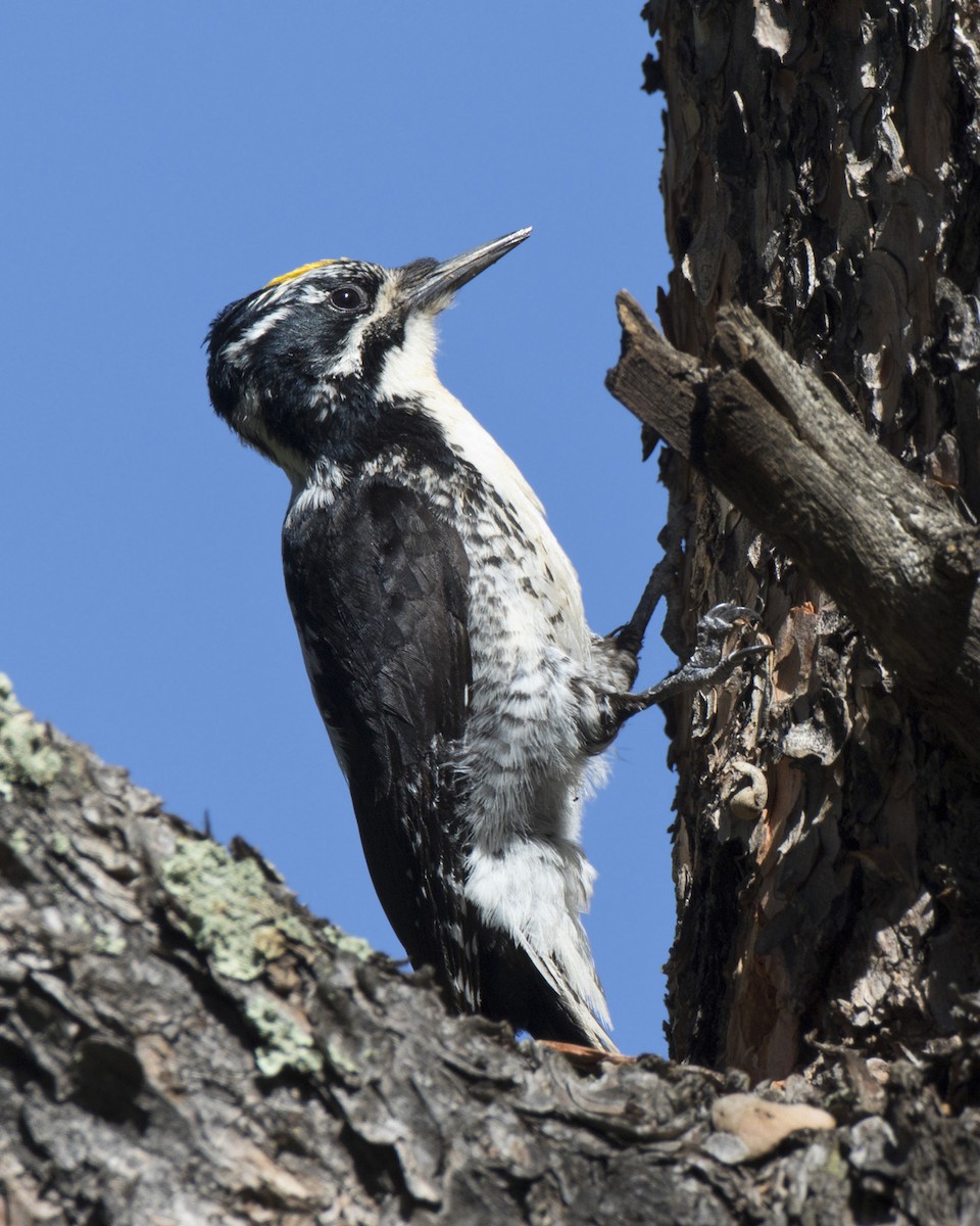 American Three-toed Woodpecker - ML579331101