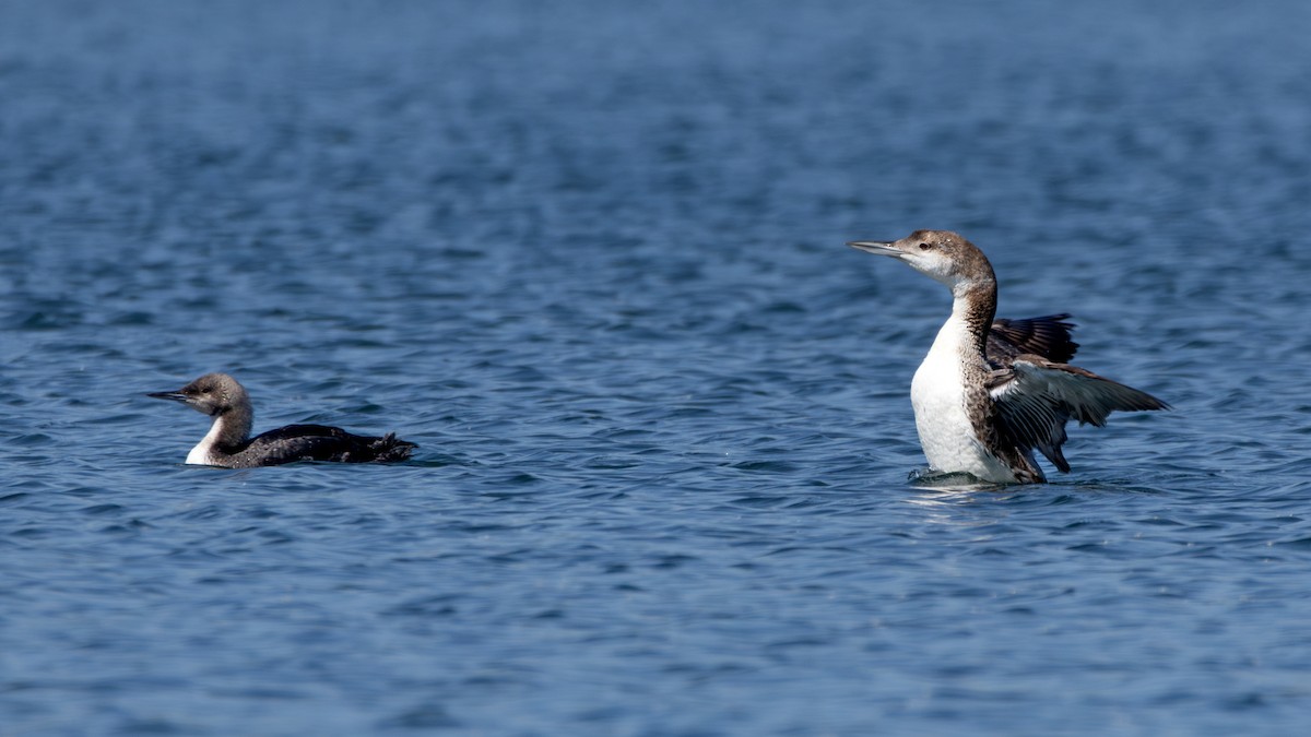 Common Loon - Arthur Mercado