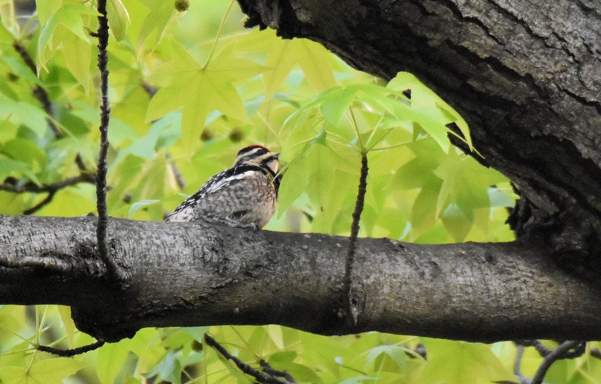 Yellow-bellied Sapsucker - Lukasz Pulawski