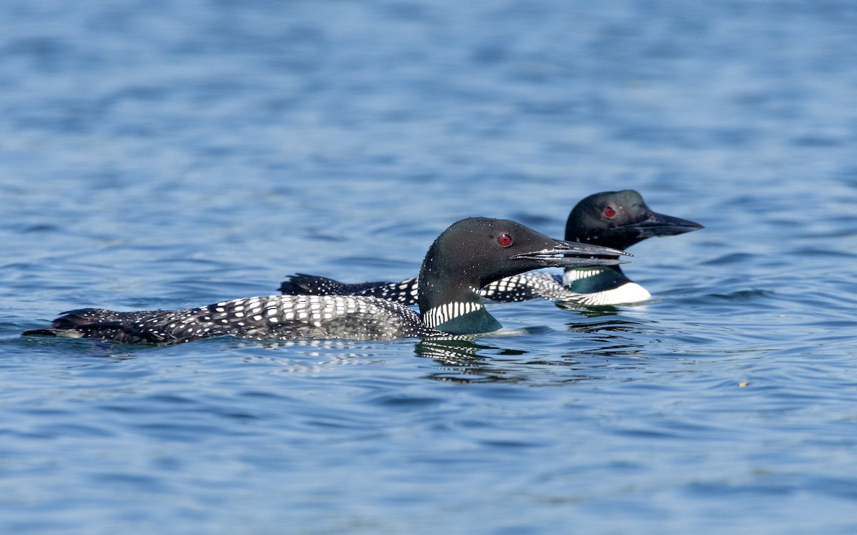 Common Loon - Arthur Mercado