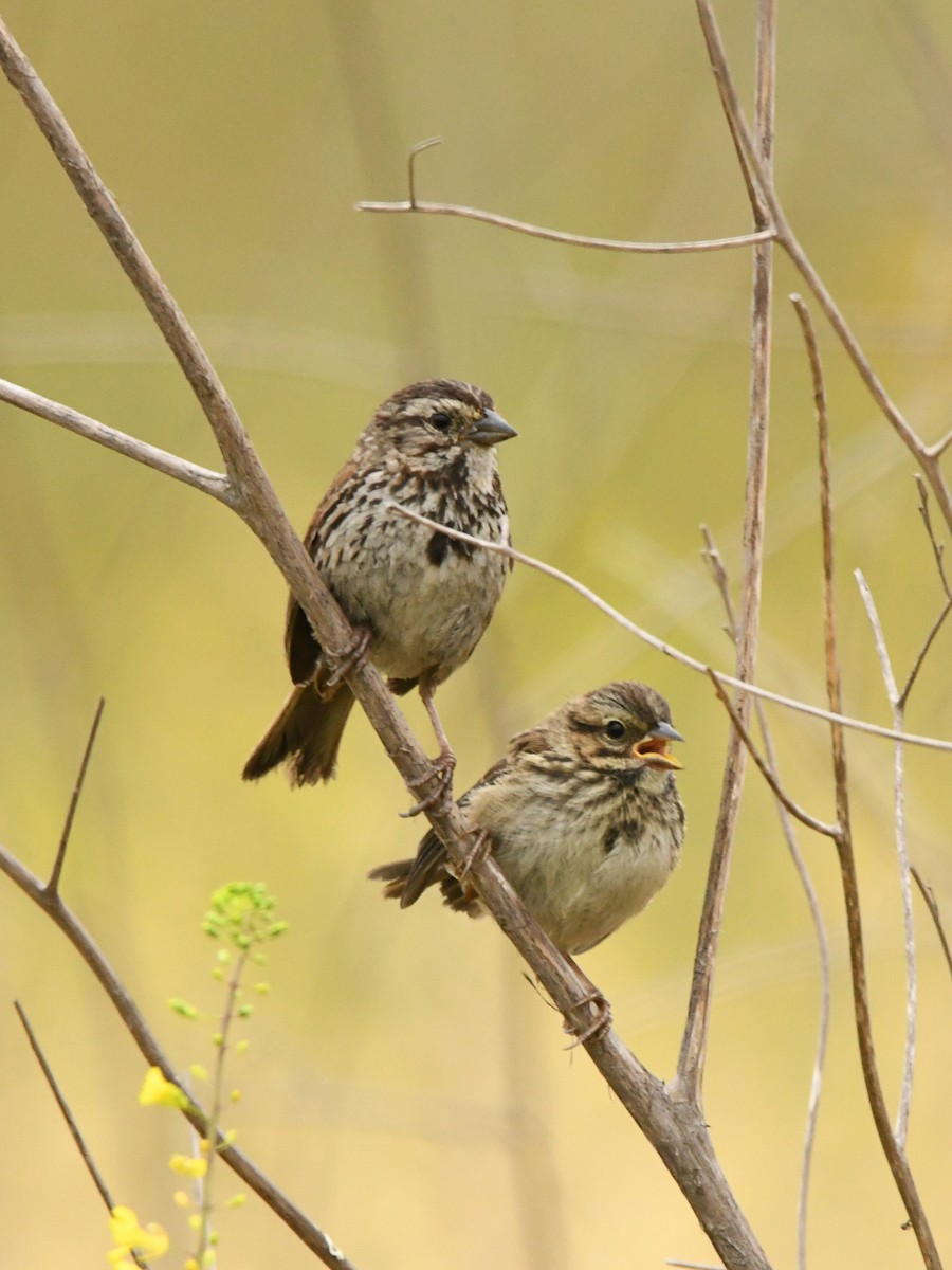 Song Sparrow - Doug Lithgow