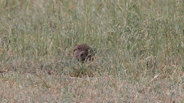 Red-necked Spurfowl - ML579332001