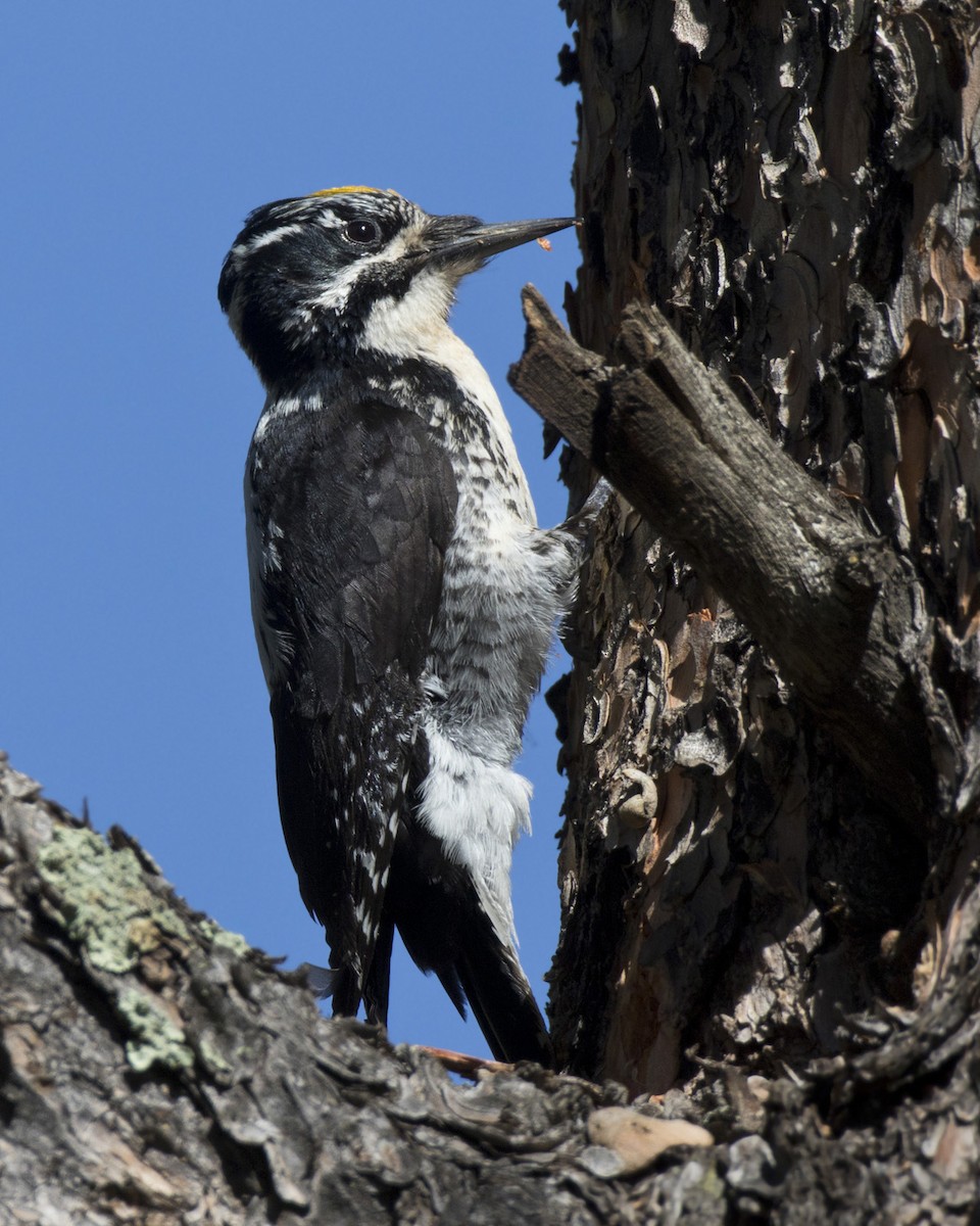 American Three-toed Woodpecker - ML579332041