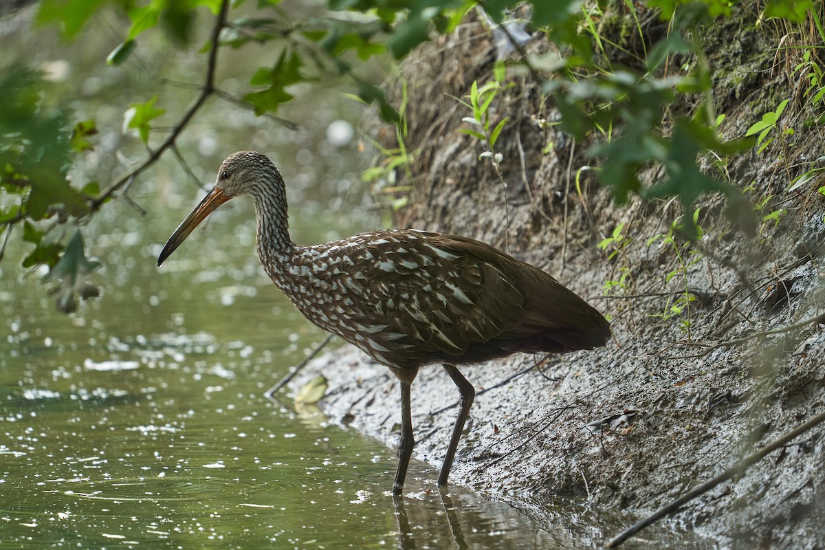 Limpkin - Kendall Van Zanten