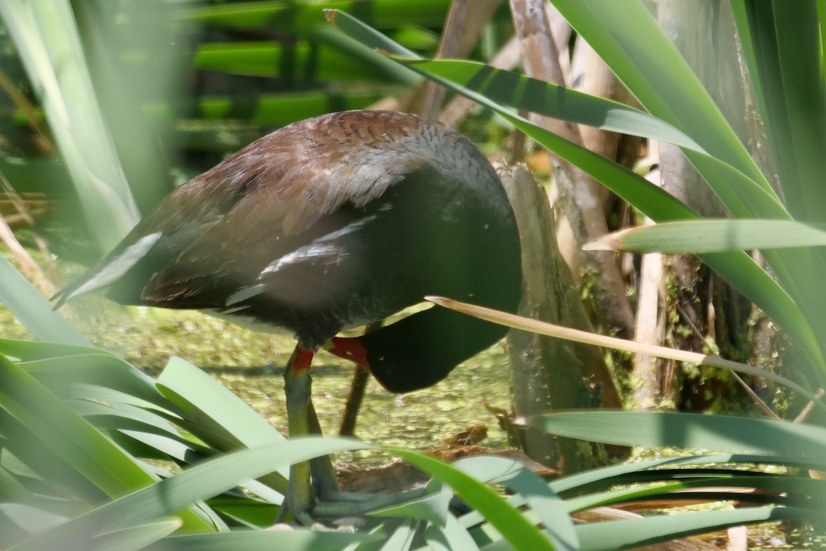 Common Gallinule - ML579332871