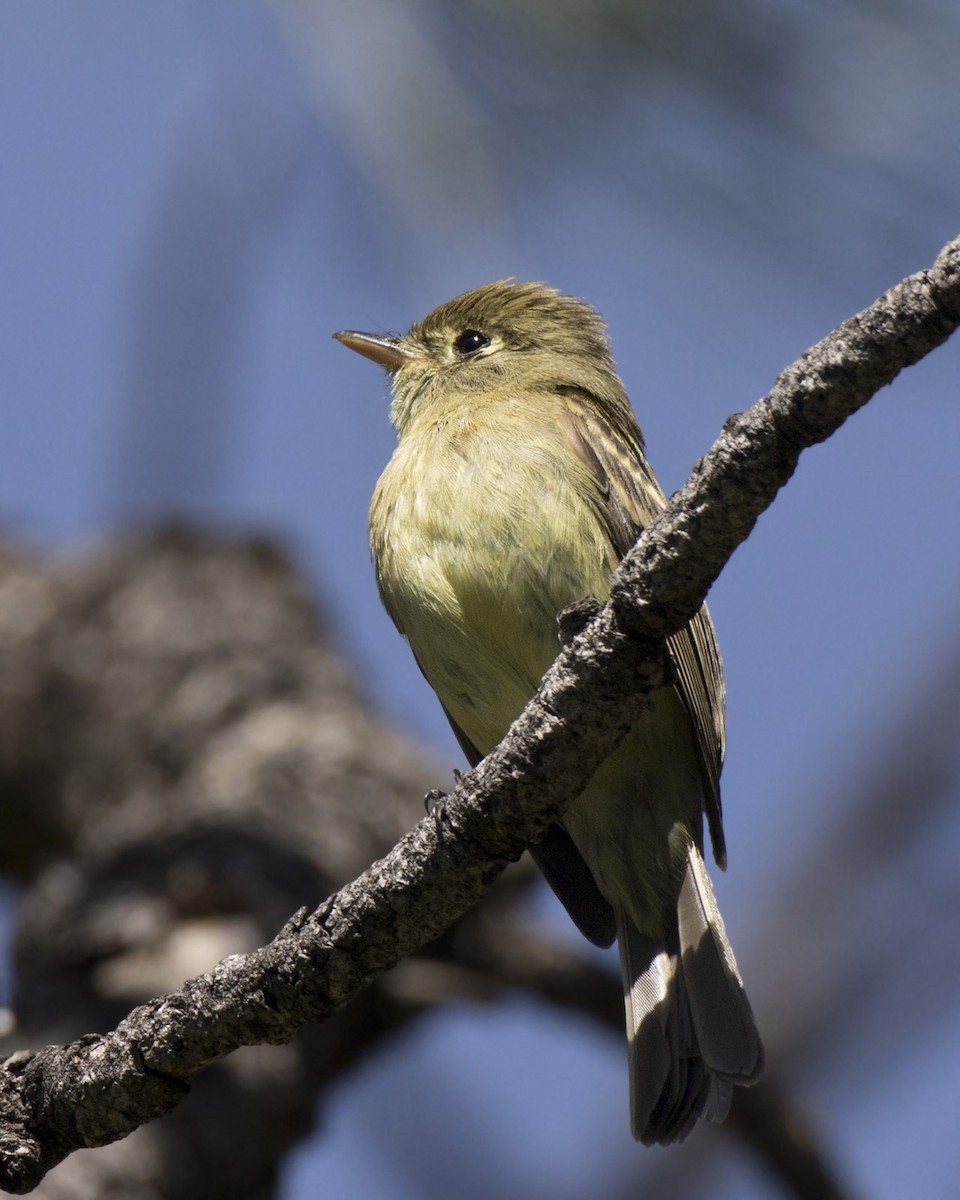 Western Flycatcher (Cordilleran) - ML579333281