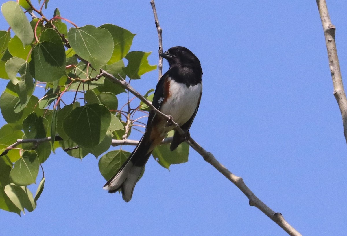 Eastern Towhee - Aaron Hywarren