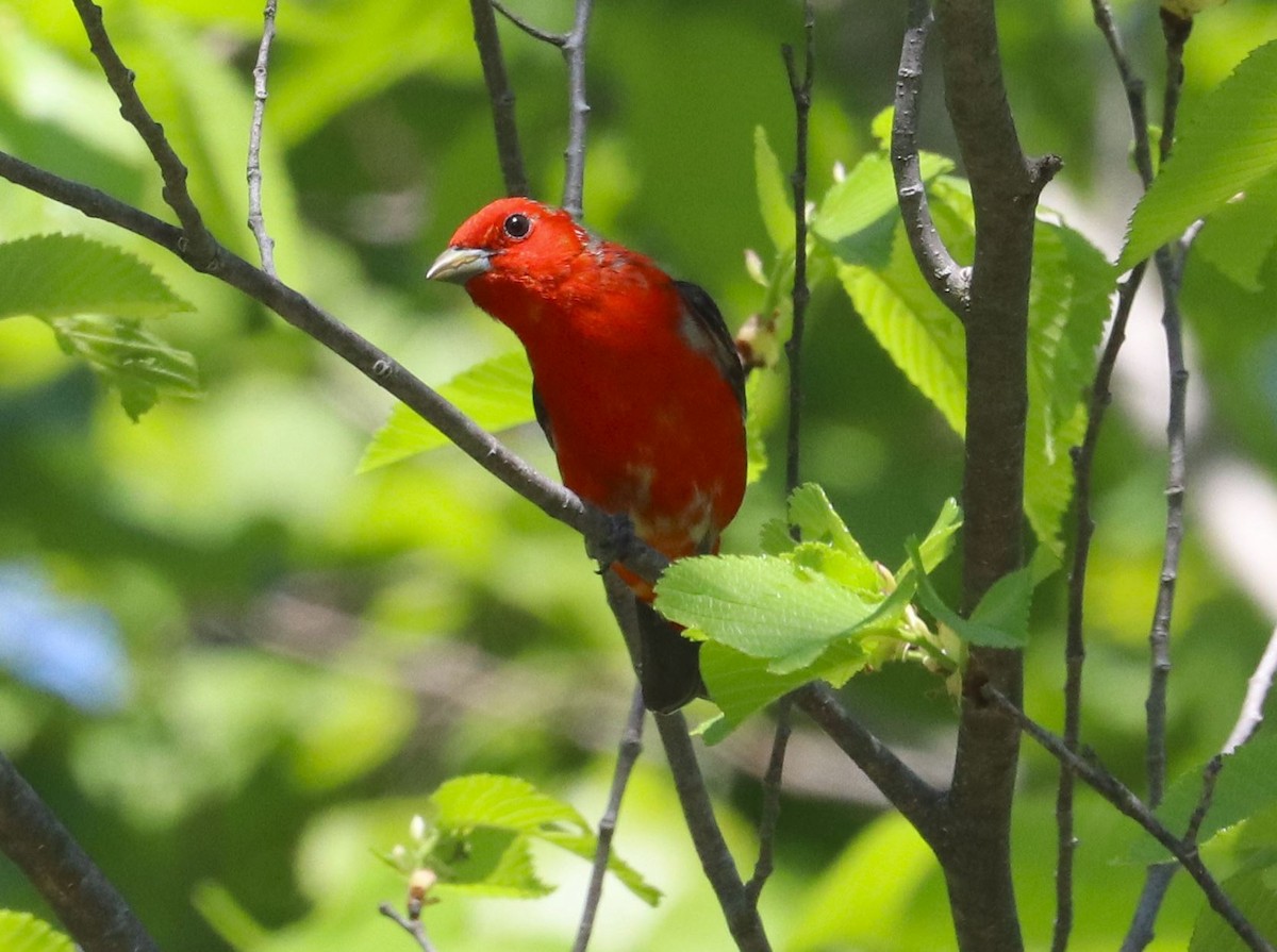 Scarlet Tanager - Aaron Hywarren