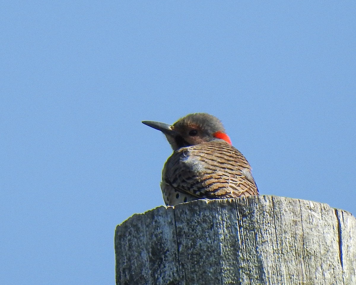 Northern Flicker - Betsy McCully