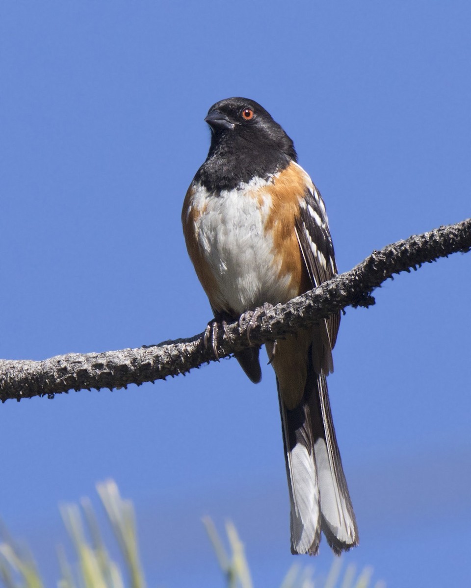 Spotted Towhee - ML579333821