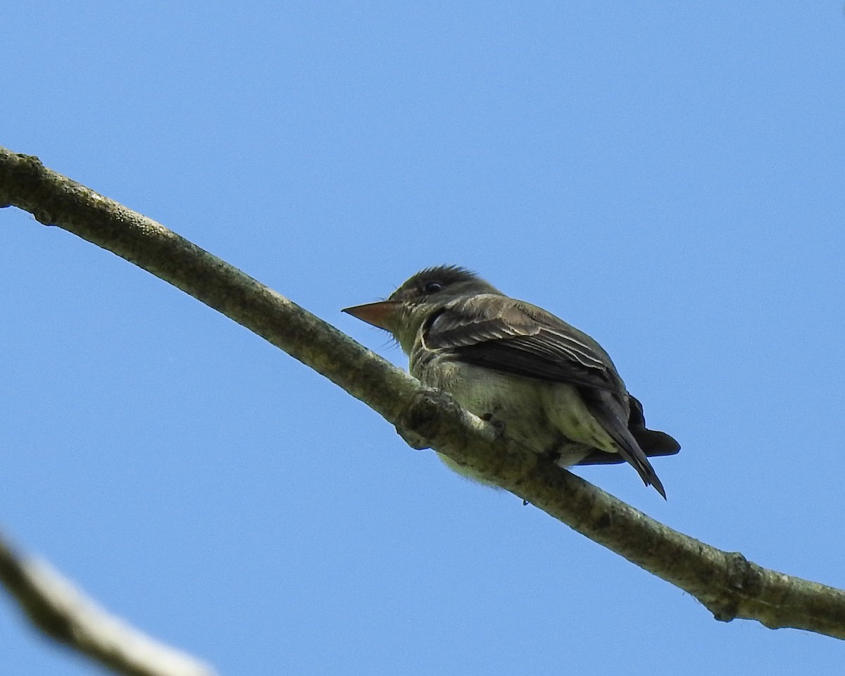 Eastern Wood-Pewee - Betsy McCully
