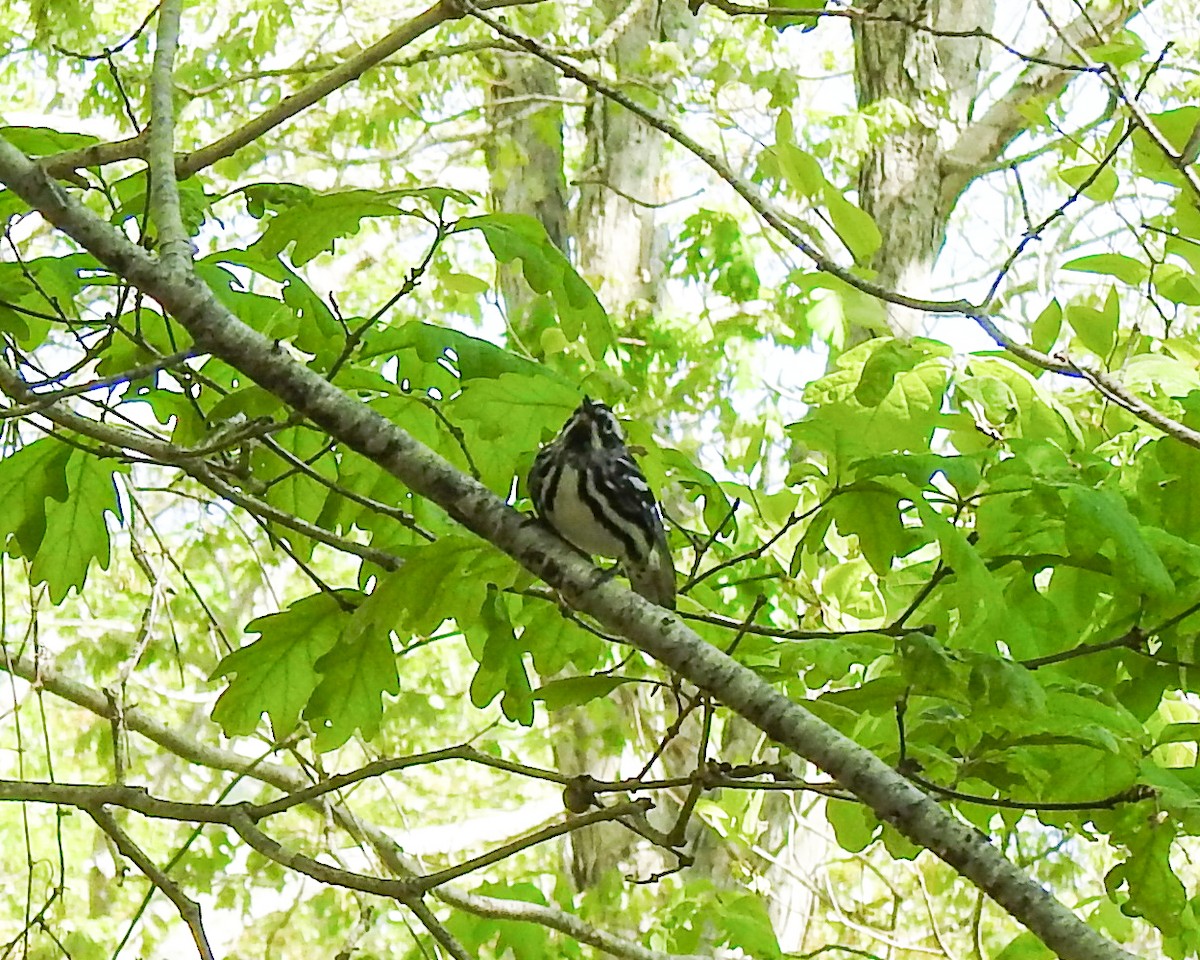 Black-and-white Warbler - Betsy McCully