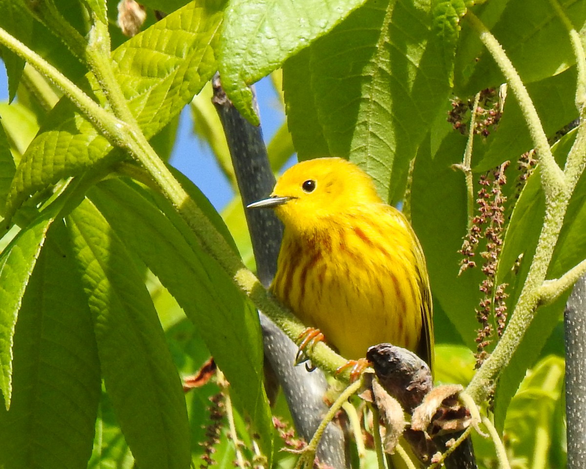 Yellow Warbler - Betsy McCully