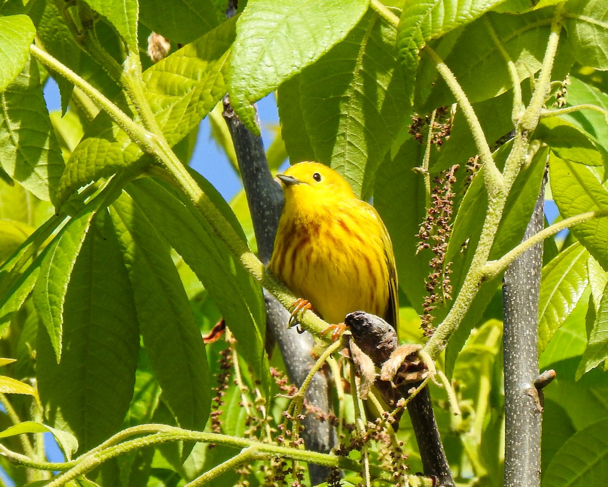 Yellow Warbler - Betsy McCully