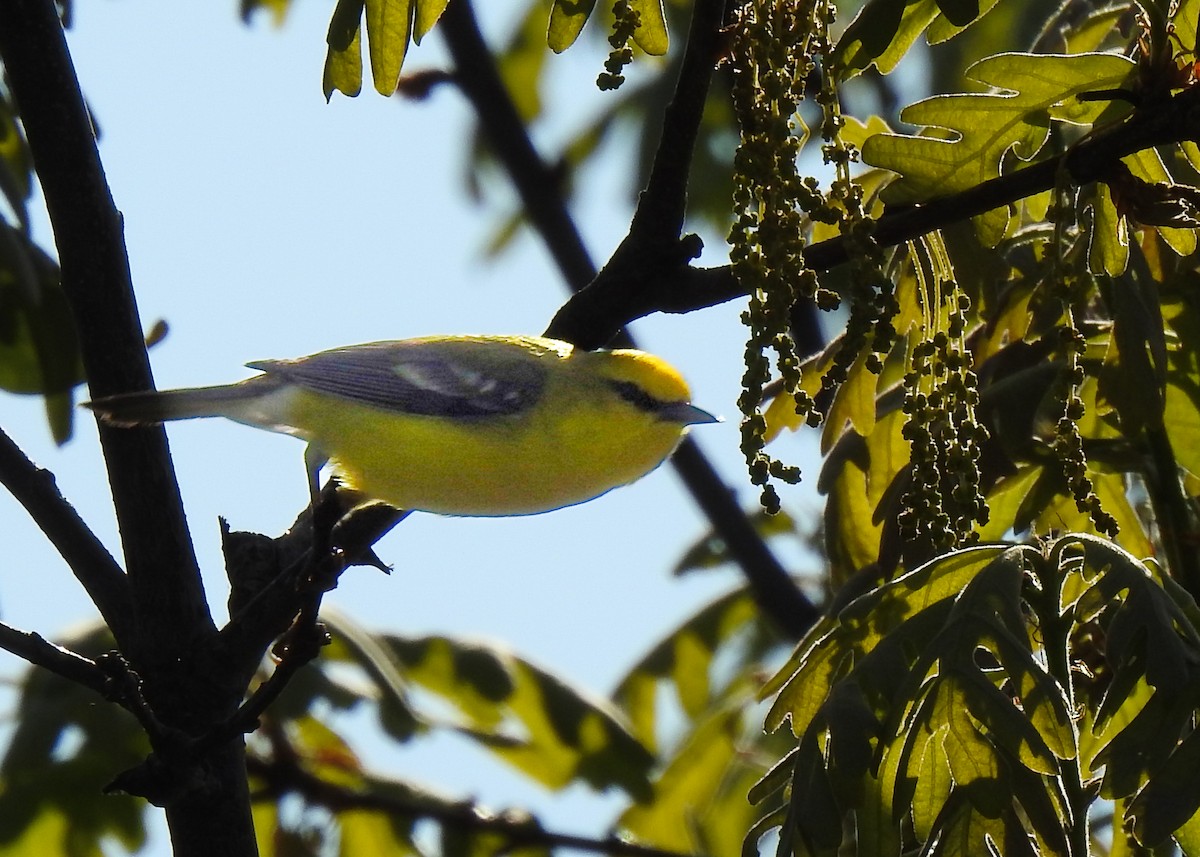 Blue-winged Warbler - Betsy McCully