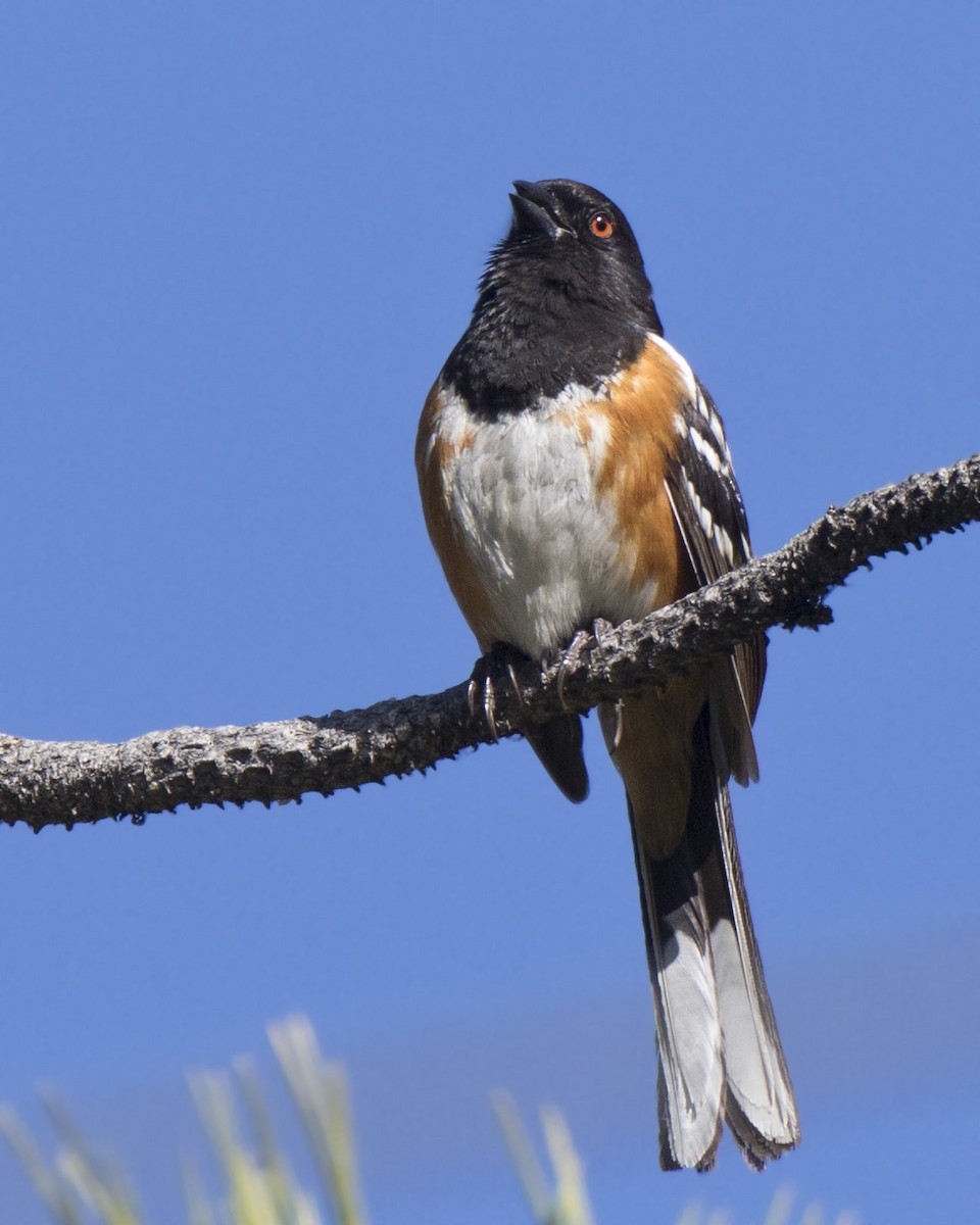Spotted Towhee - ML579334581
