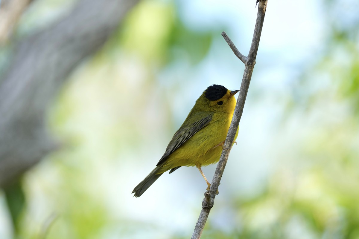 Wilson's Warbler - ML579334931