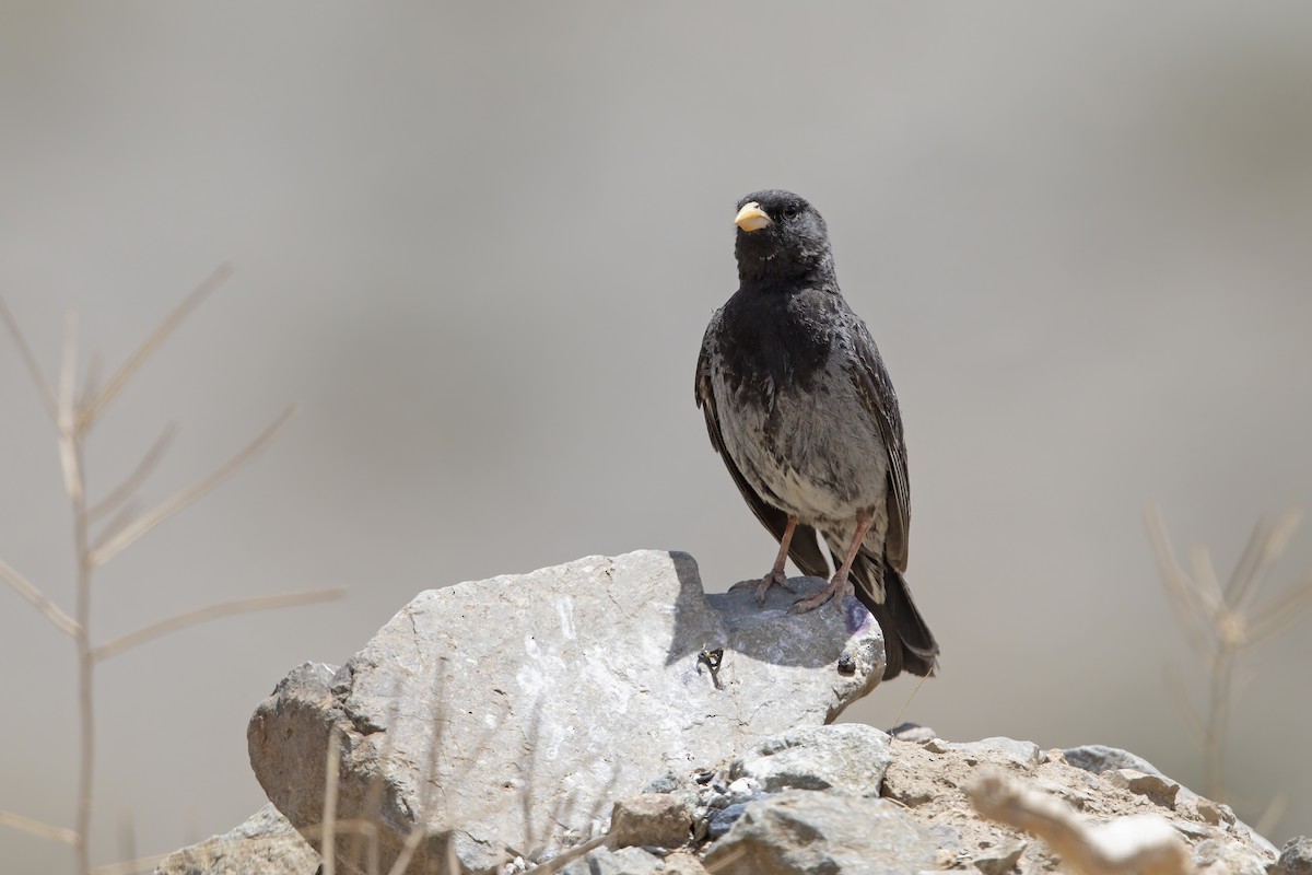 Mourning Sierra Finch - ML579335541