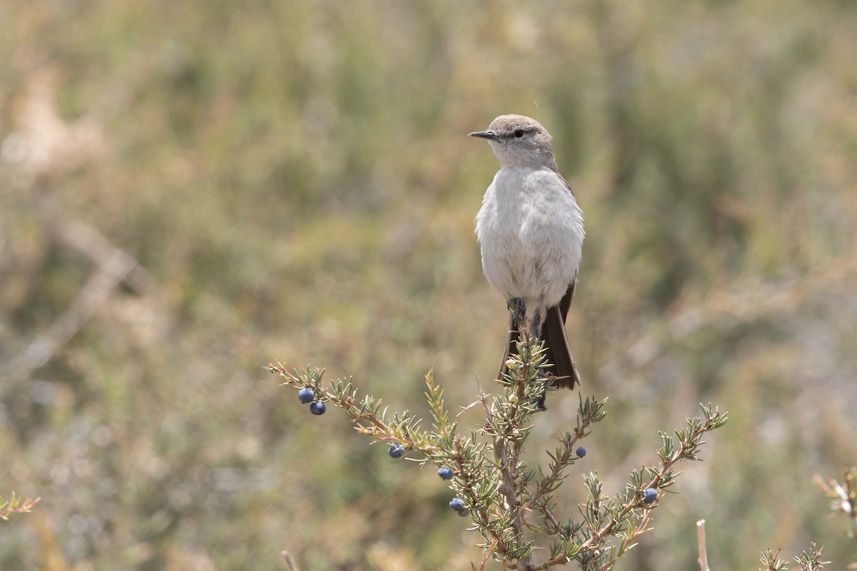 White-browed Ground-Tyrant - Marco Valentini