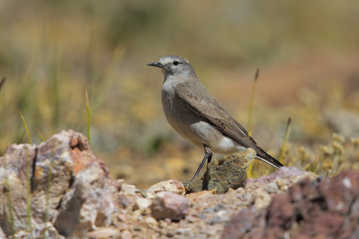 Ochre-naped Ground-Tyrant - Marco Valentini