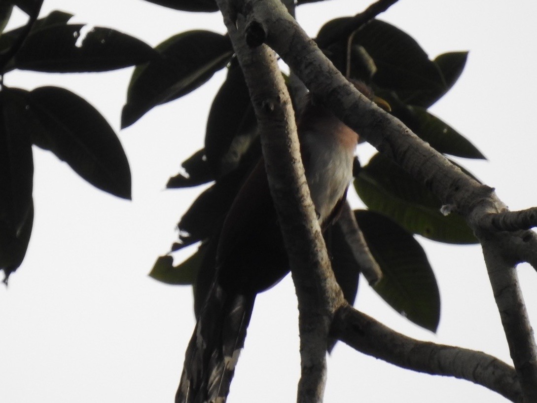 Squirrel Cuckoo - ML579338311