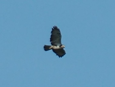 Common Buzzard - ML579338391