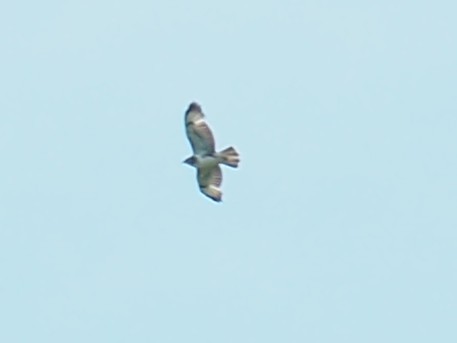 Common Buzzard - ML579338431