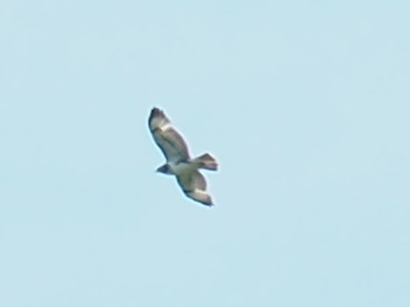 Common Buzzard - ML579338451