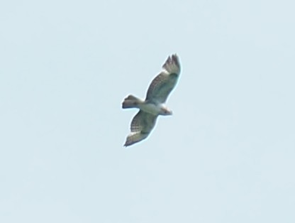 Common Buzzard - ML579338471