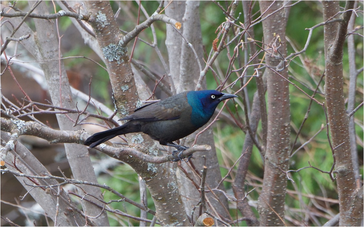 Common Grackle - ML57933881