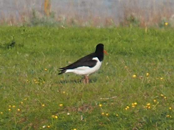 Eurasian Oystercatcher - ML579339281